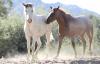 Wild horse decisions should be led by science