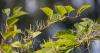 One of Pennsylvania’s toughest invasive plants: What Japanese knotweed looks like