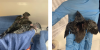 Blue Ridge Wildlife Center Patient of the Week: Chimney Swift (7-29-2026)
