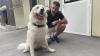 Cats, dogs and horses: Rescuing the pets caught in France’s wildfires