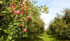 The “Livada Moldovei II” project will be supported by soft loans totaling 150 million euros