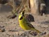 Argentine Birds: The country’s oldest conservation organization celebrates 110 years of protecting nature