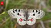 In 1986, Czech conservationists brought the Apollo butterfly back; its population crossed 2,000 before an overgrown habitat pushed it towards collapse again