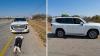 Fake mbinga (46) caught and arrested while smuggling stolen R2.2 million Toyota Land Cruiser ZX to Zimbabwe