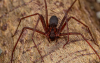 Two Chilean recluse spiders with a fearsome reputation have reached Portugal