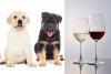 Grab the Leash! Wags & Wine Comes to Downtown Sioux Falls