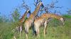 Travel: A trip to Zambia provides more than just sightseeing
