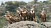 Mystery illness kills 15 elephants in Kenya
