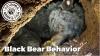 Watch AZGFD researchers go inside a black bear den