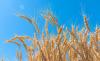 Wheat industry seeks USDA protein policy to offset price dockage