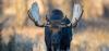 Community scientists spot more moose on Summer Moose Day 2026