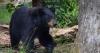 North Shelby County Black Bear is this summer’s social media sensation