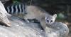U OF I-LED STUDY SUGGESTS RINGTAILS HAVE EXPANDED INTO SOUTHERN IDAHO