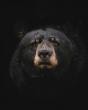 Massachusetts: One Of The Highest Black Bear Densities In The US