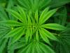 Massachusetts must regulate cannabis like alcohol and tobacco