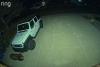 Bear walks into Colorado home, eats cat food