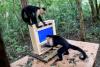 AI Automates Cognitive Testing of Wild Monkeys