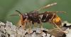 Invasive yellow-legged hornets have moved up to North Carolina. Here's how you can help protect honey bees from them