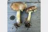Fantastic Fungi