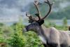 Canada must act to save caribou from local extinction: Syilx Okanagan Nation