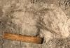 Fossil footprints reveal an extinct human relative stood nearly 6 feet tall