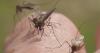How Chicago Health Department is protecting against West Nile virus