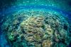 Scientists map Great Barrier Reef’s microbiome for first time