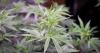 More Americans now use marijuana daily than tobacco, survey shows