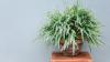 What to Do With a Spider Plant in August – 5 Tasks for Healthy Plants and Glossy Leaves