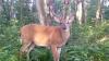 Ruling means more protection for landowners, less for wildlife in Pa.