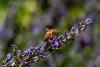 Garden Tips for August