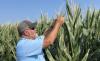 South Dakota growers facing familiar drought challenges