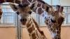 Baby boom at Utah’s Hogle Zoo: New giraffe calf, warthog piglets, and more arrive in 2026