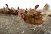 Maine sees surge in salmonella cases linked to backyard poultry