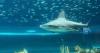 Texas State Aquarium spotlights essential apex predators