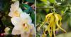 5 fragrant plants from around the world that can turn your work-from-home corner into a stress-free zone