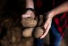 The Polish Potato: A Quiet National Treasure