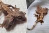 Two-headed gecko named Simon and Garfunkel defies odds of survival