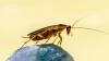 Who are David and Ina Steiner? Massachusetts couple to get $56M after being targeted in cockroach harassment campaign