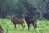 Conservation shouldn’t gamble with nonnative species introductions (commentary)