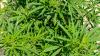 Study: Businesses perform better in states that legalize medical marijuana