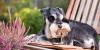 9 Best Dog Breeds for Gardeners