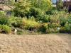 In drought, let lawns go, but save your plants (Gardening with nature)