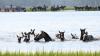 New King Neptune and super fans make Chincoteague Pony Swim big hit