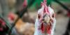 Australia confirms local spread of H5N1 bird flu among wild birds