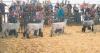 Adams County Fair kicks off with lamb showmanship show, all things Colorado