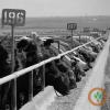 Heat stress causes cattle losses at South Dakota feedlots