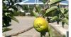 First apples at OAKA highlight the value of small environmental actions
