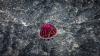 UN regulator delays deep-sea mining rules, but extends criticized exploration contract