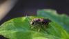 Scientists tested 96 bee species, and 74 turned out magnetic, not just honeybees